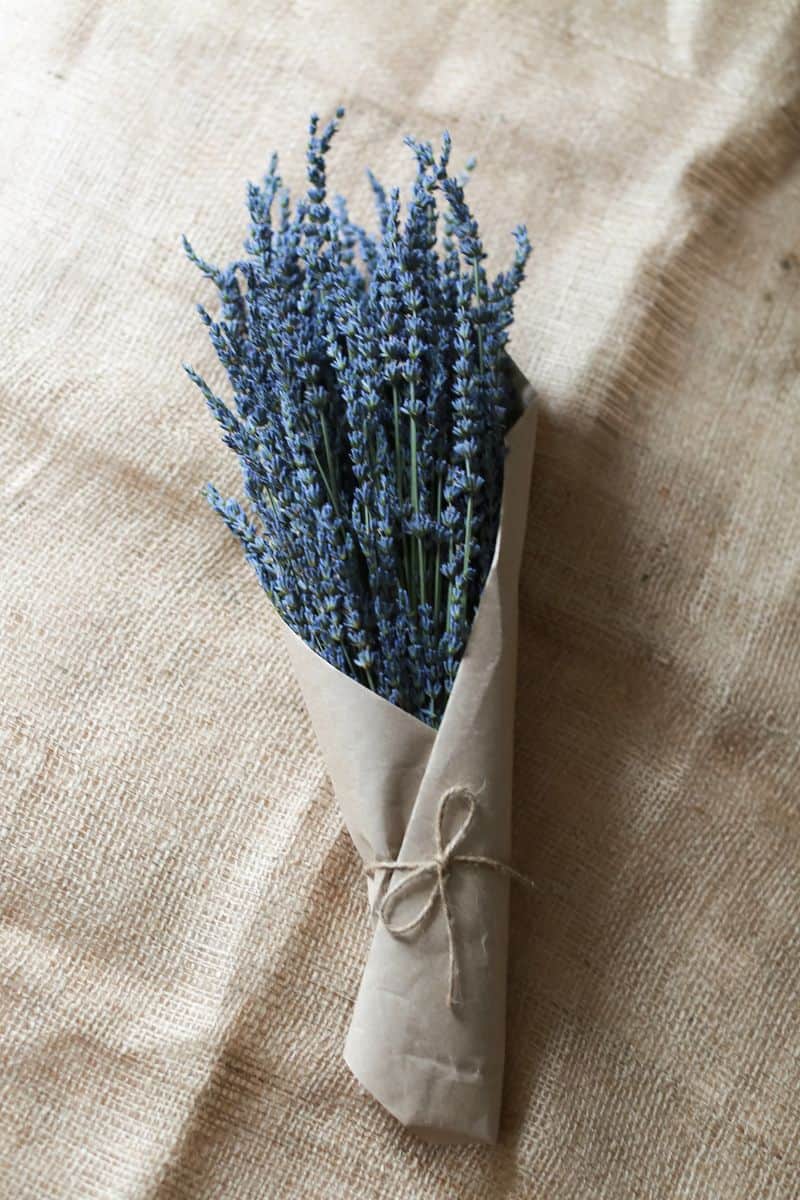 Lavender