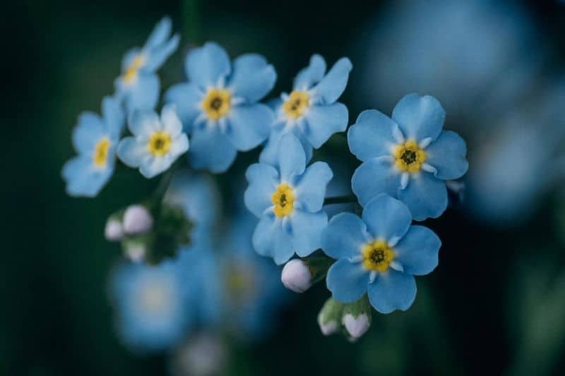 Forget-Me-Not