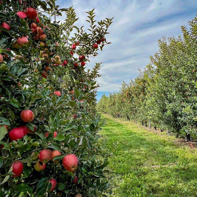 Fruit Trees and Orchards