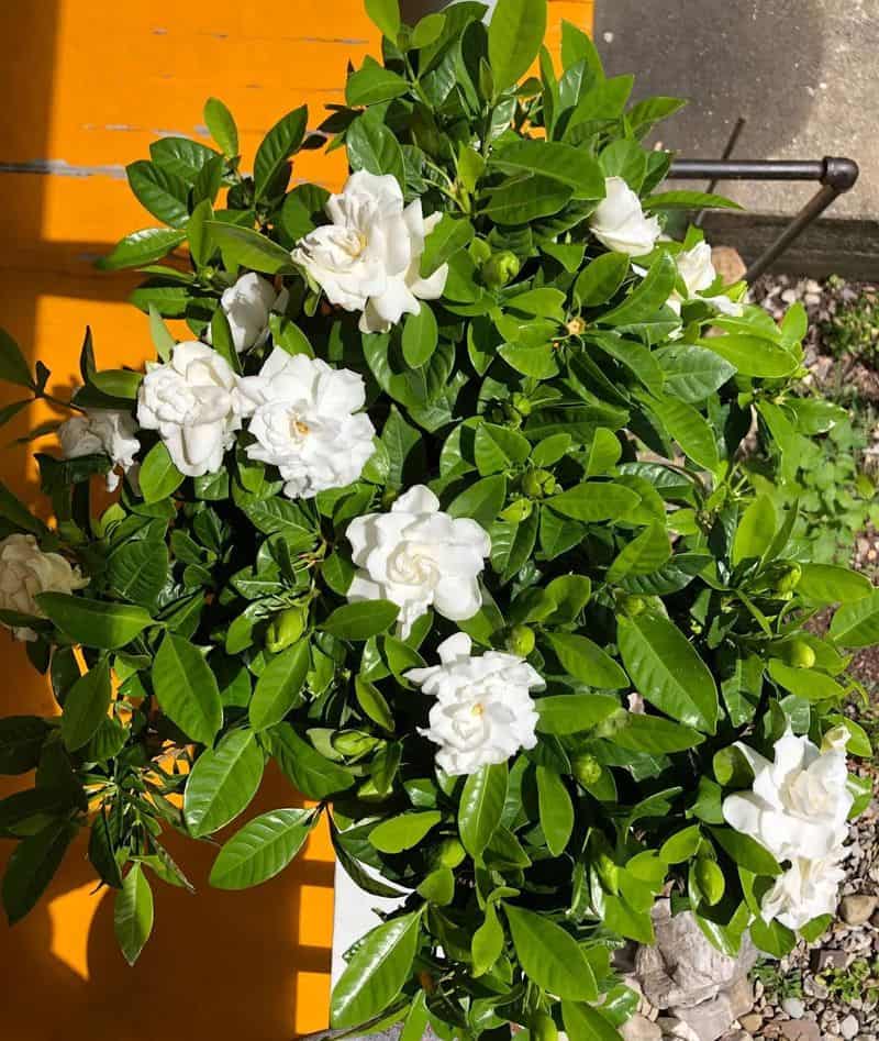 Gardenia