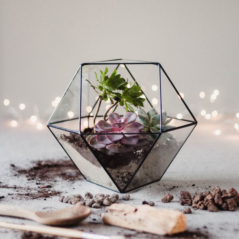 Geometric Terrarium