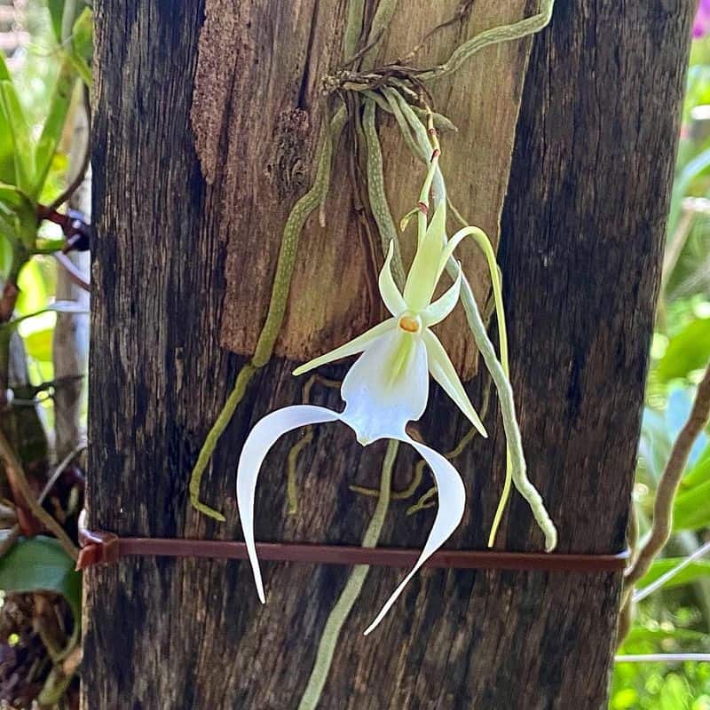 Ghost Orchid (Dendrophylax lindenii)