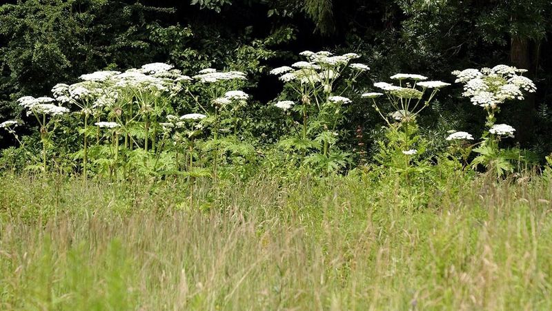 Giant Hogweed