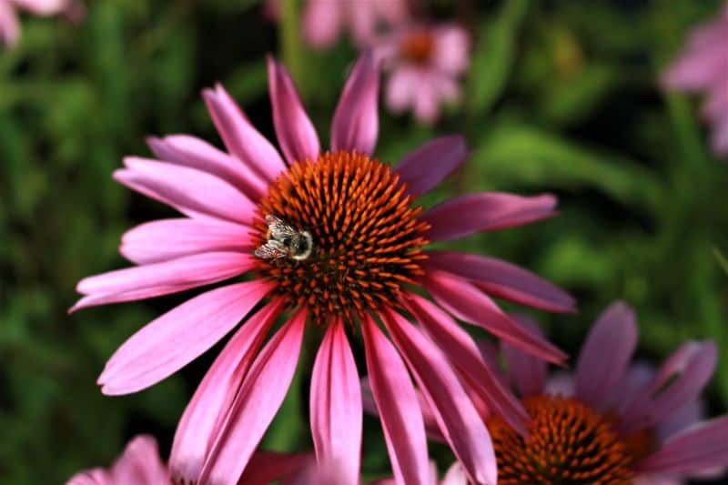 Echinacea