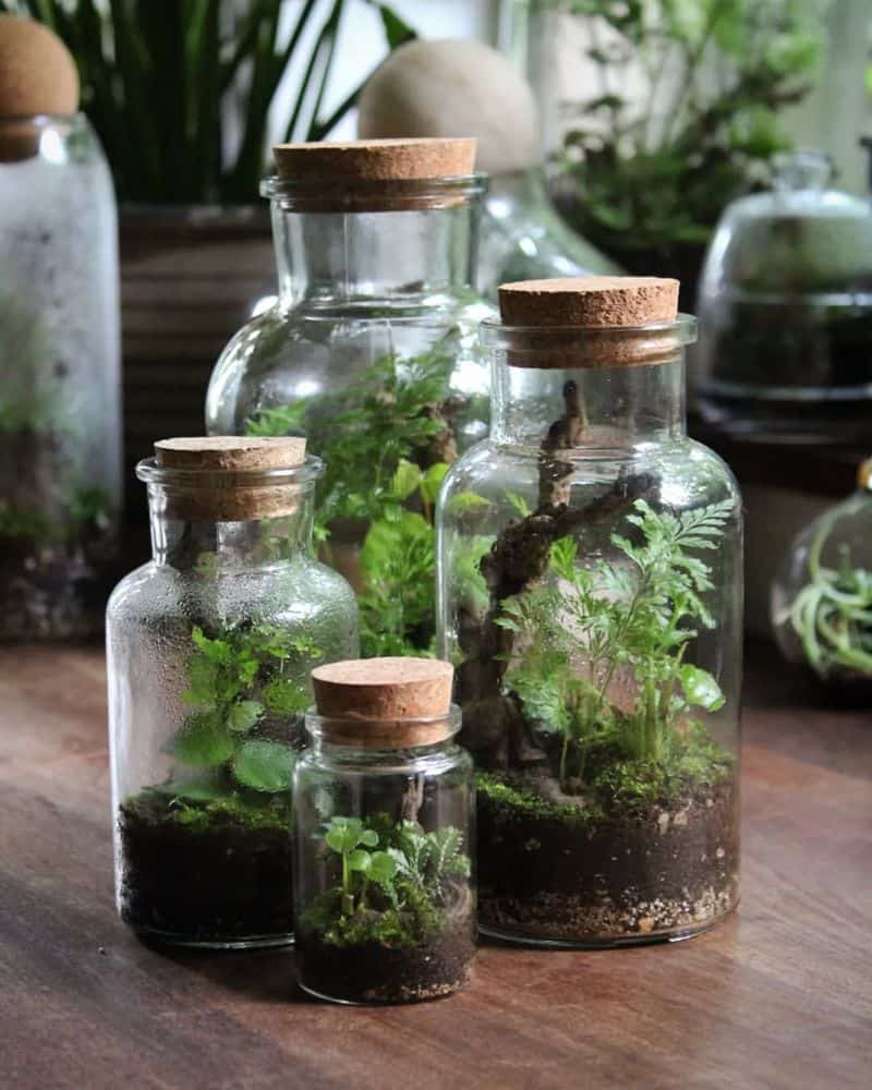 Glass Jars