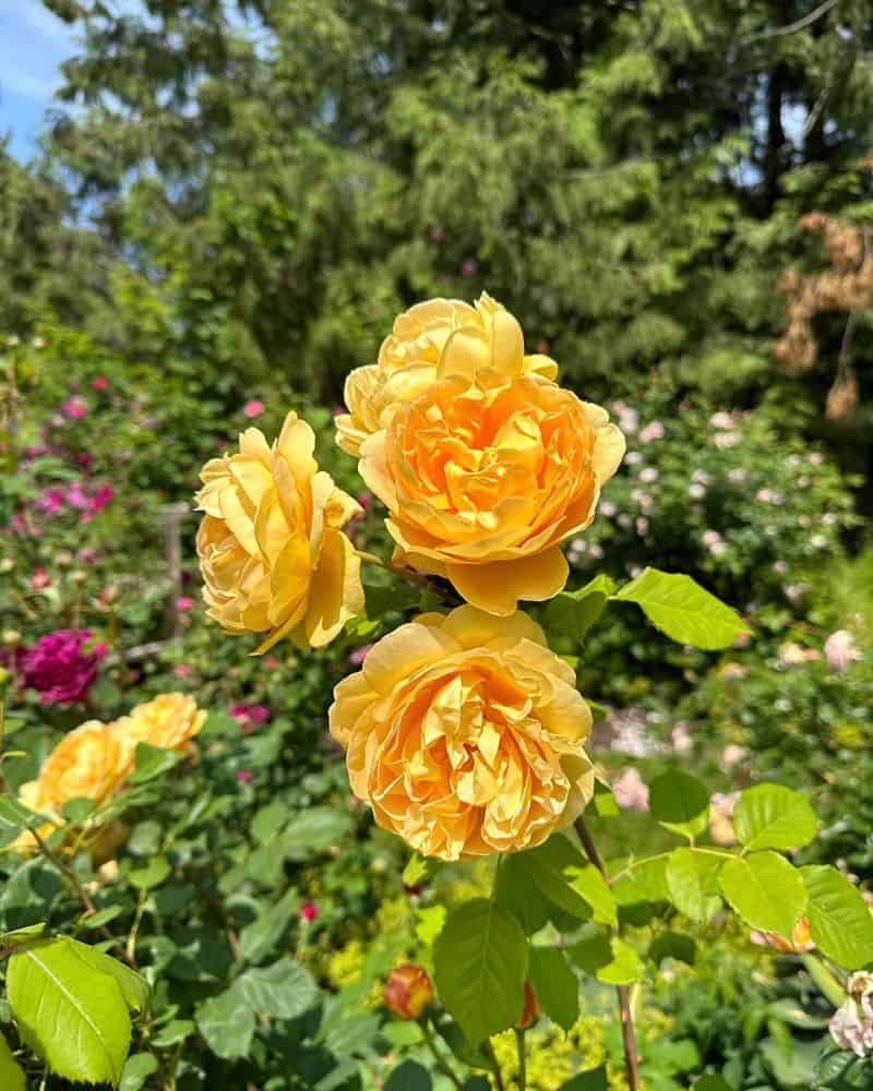 Golden Celebration Rose