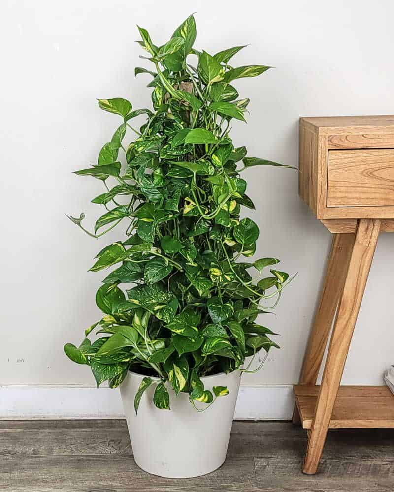 Golden Pothos