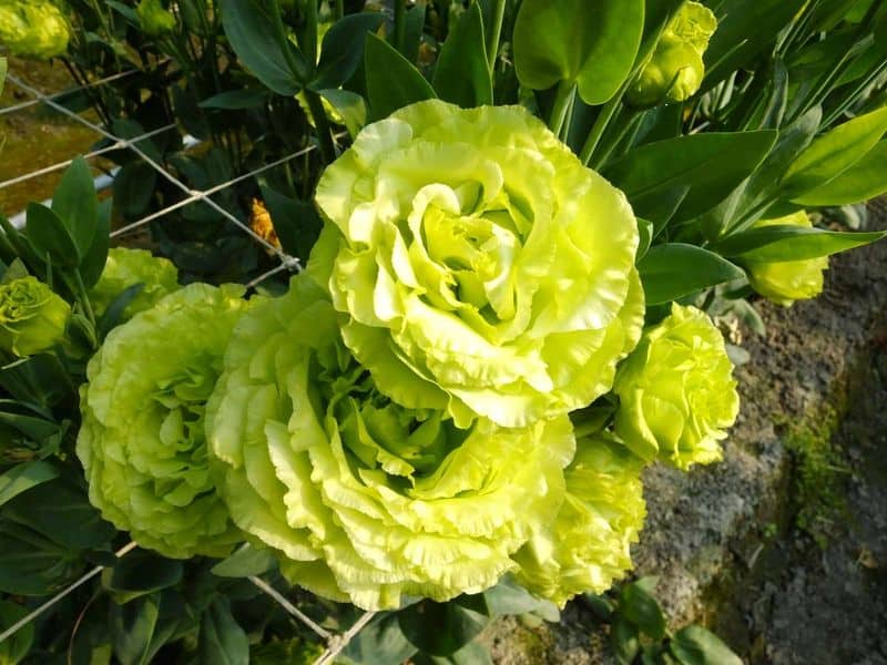 Green Ice Rose