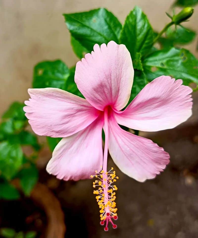 Hibiscus