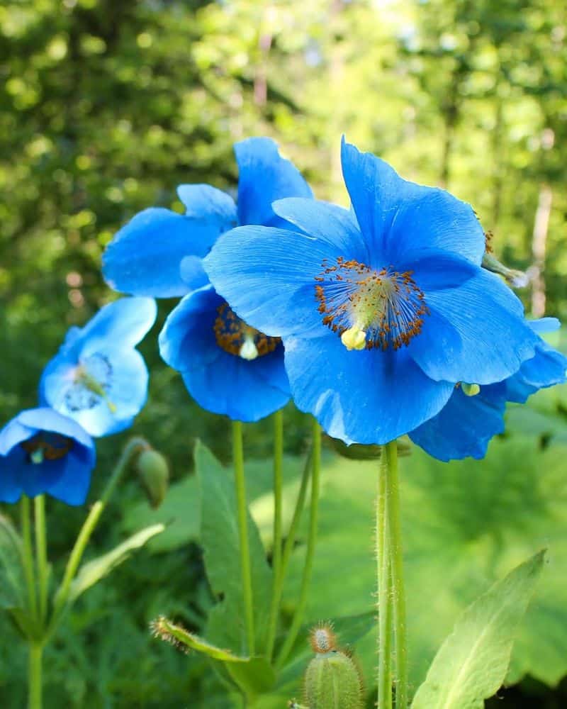 Himalayan Blue Poppy