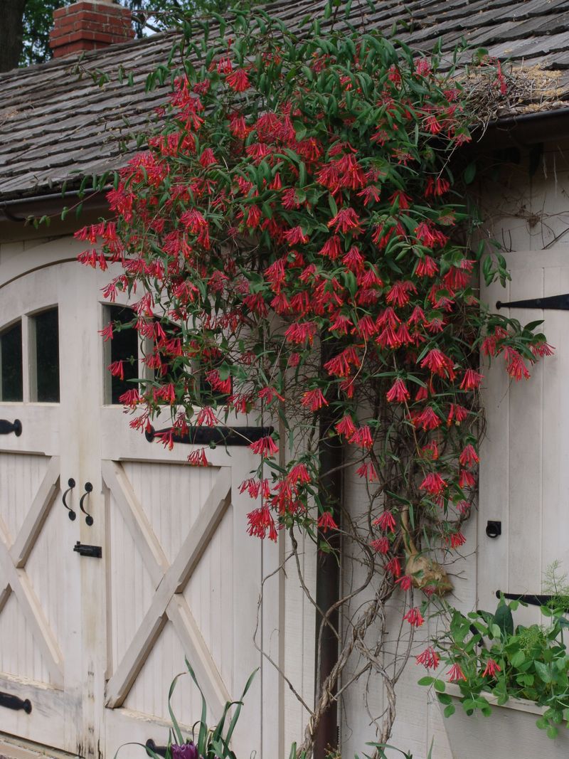 Honeysuckle