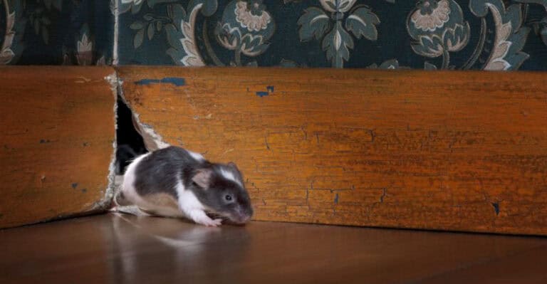 HOW TO GET RID OF PESTS IN THE HOUSE visual data 6