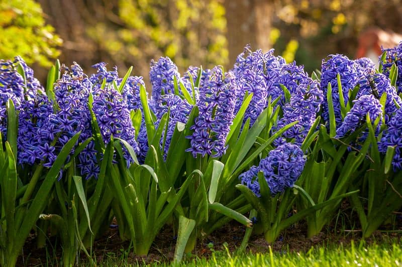 Hyacinths