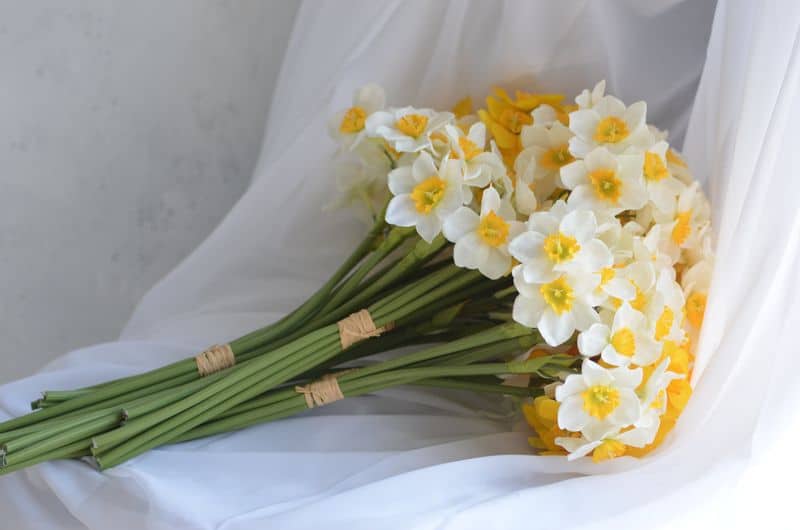 Daffodil