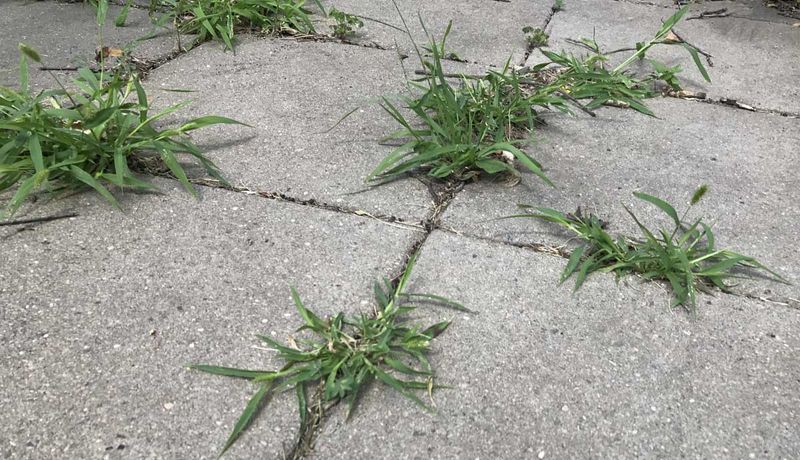 Identify Weed-Infested Areas