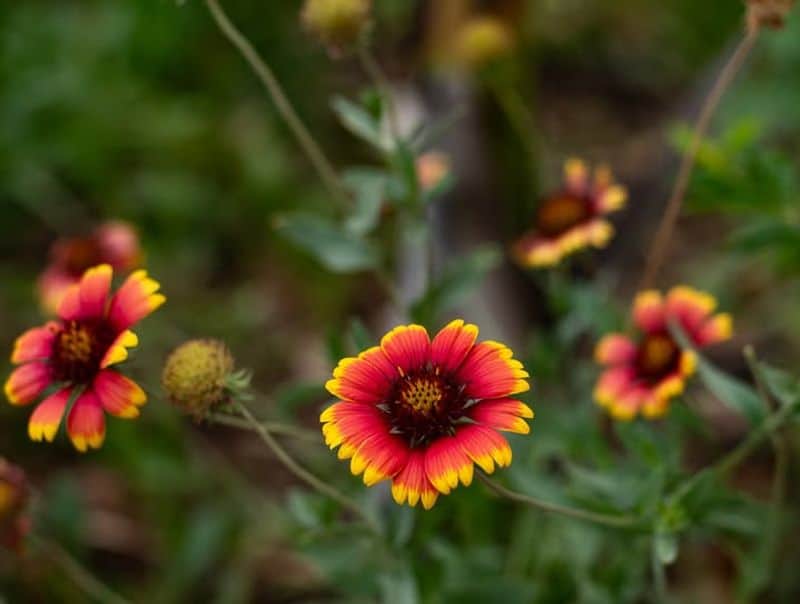 Indian Blanket (Gaillardia pulchella)