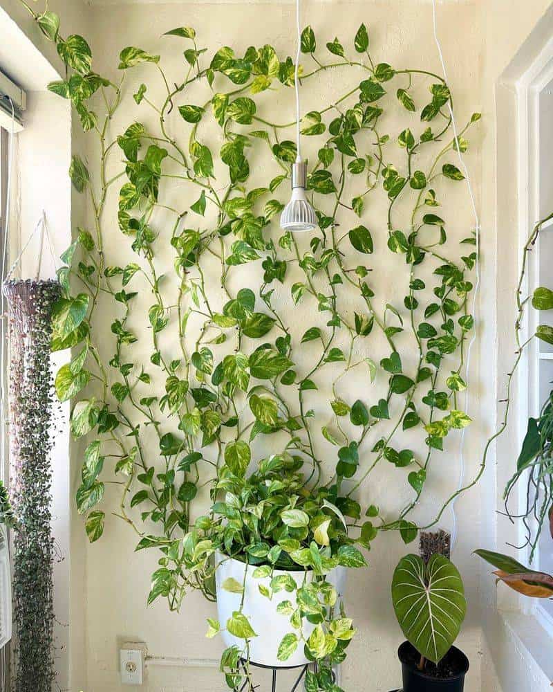 Indoor Climbing Vines