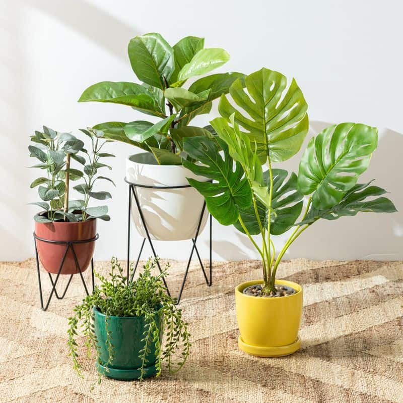 Indoor Plants