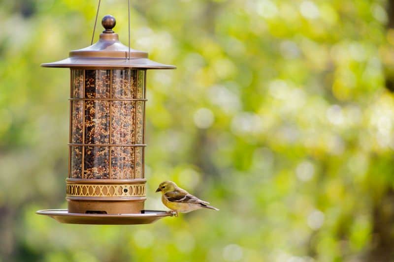 Install a Bird Feeder