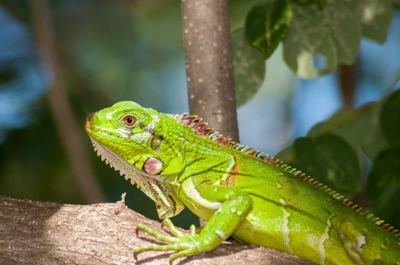Island Wildlife