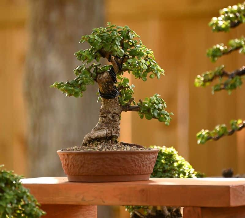 Jade Bonsai