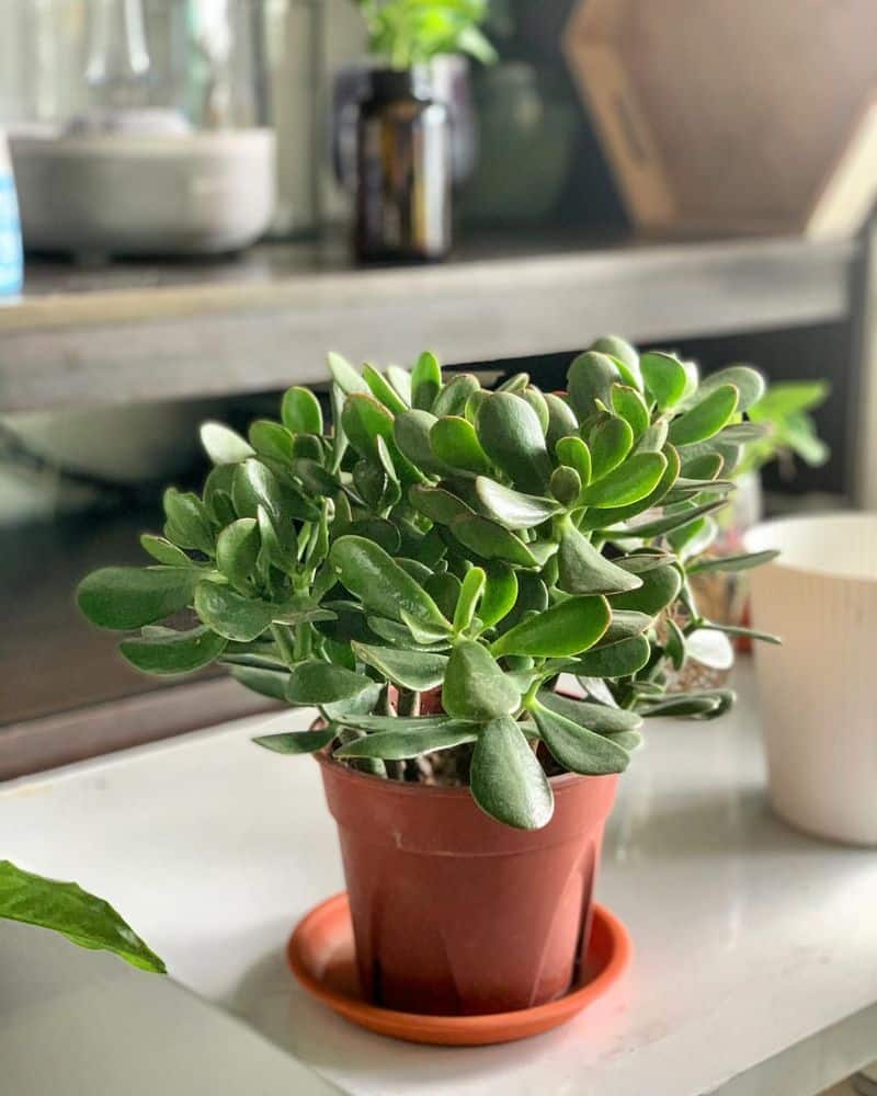 Jade Plant