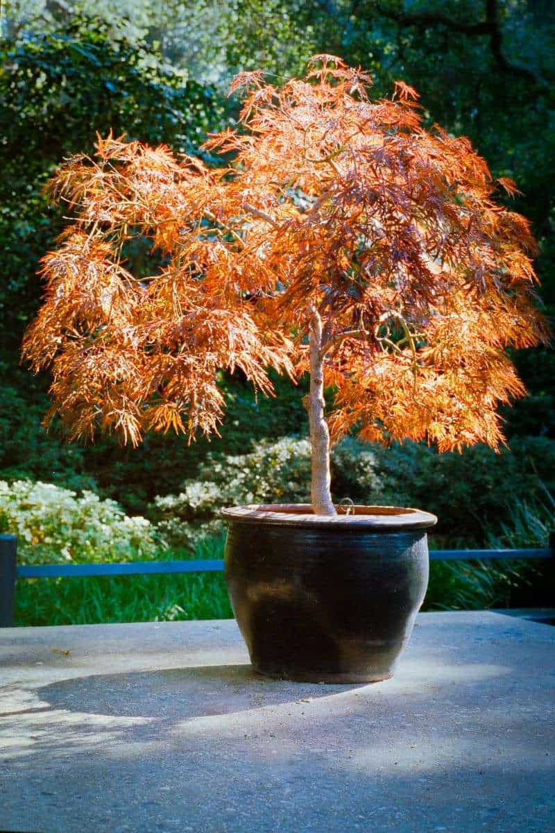 Japanese Maple Bonsai