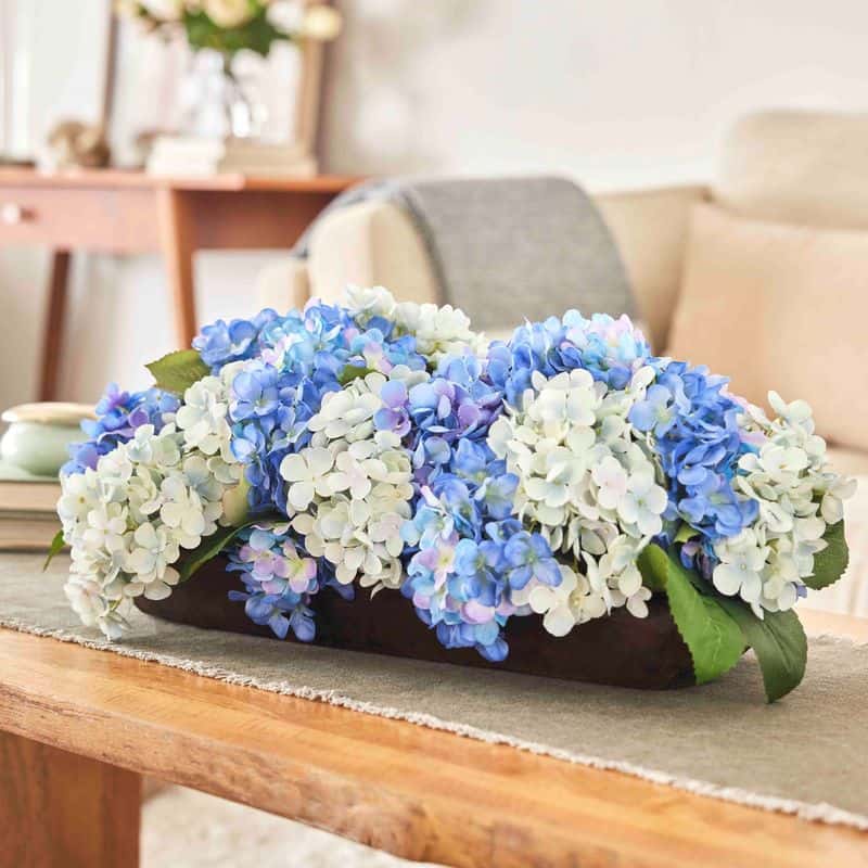 Hydrangea
