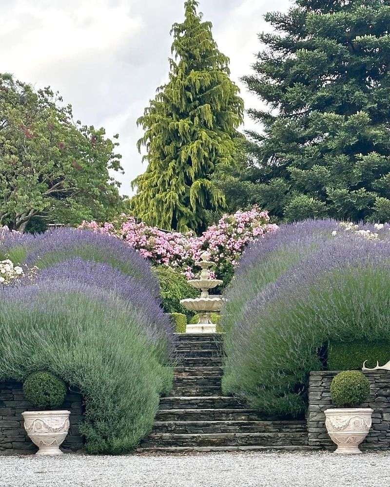 Lavender Borders