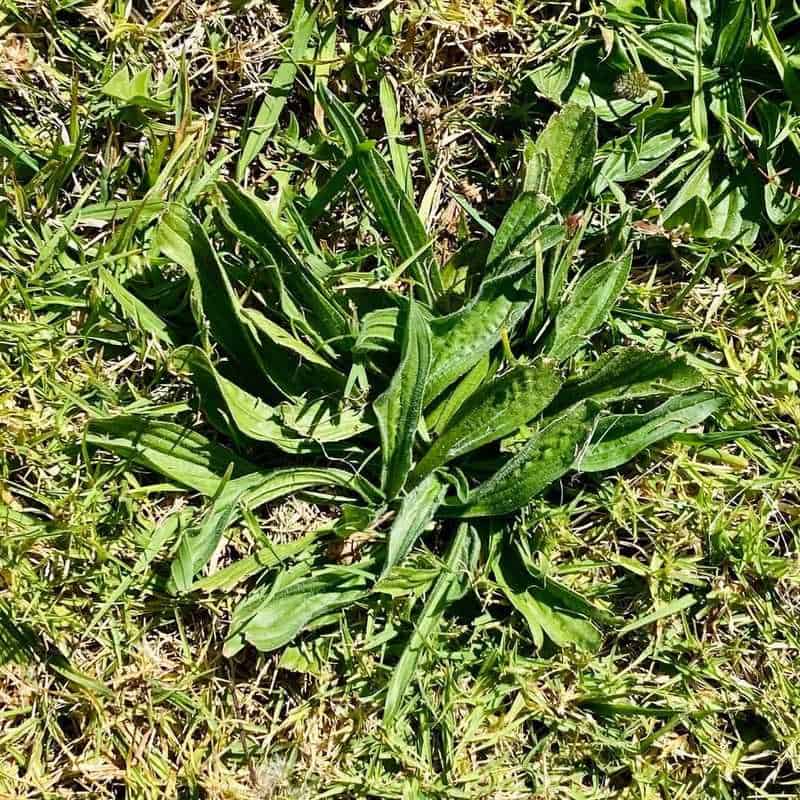 Letting Weeds Grow