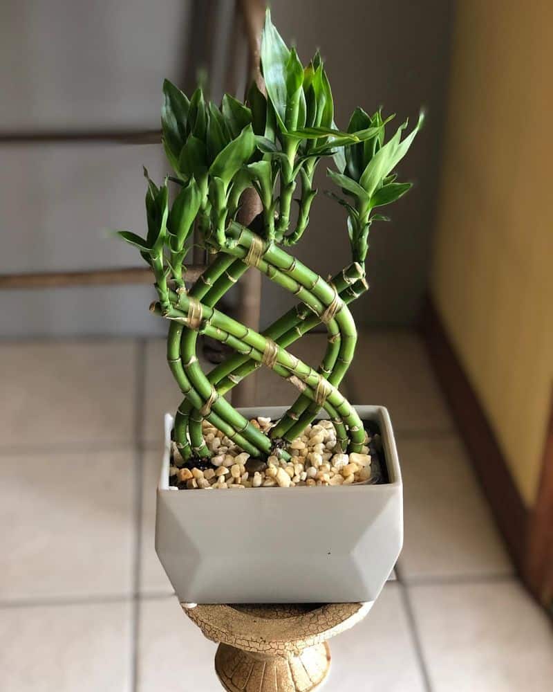 Lucky Bamboo