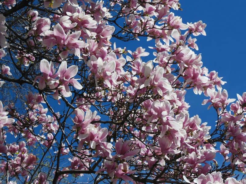 Magnolia