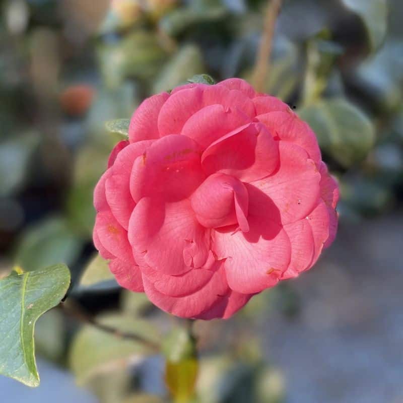 Middlemist Red (Middlemist camellia)