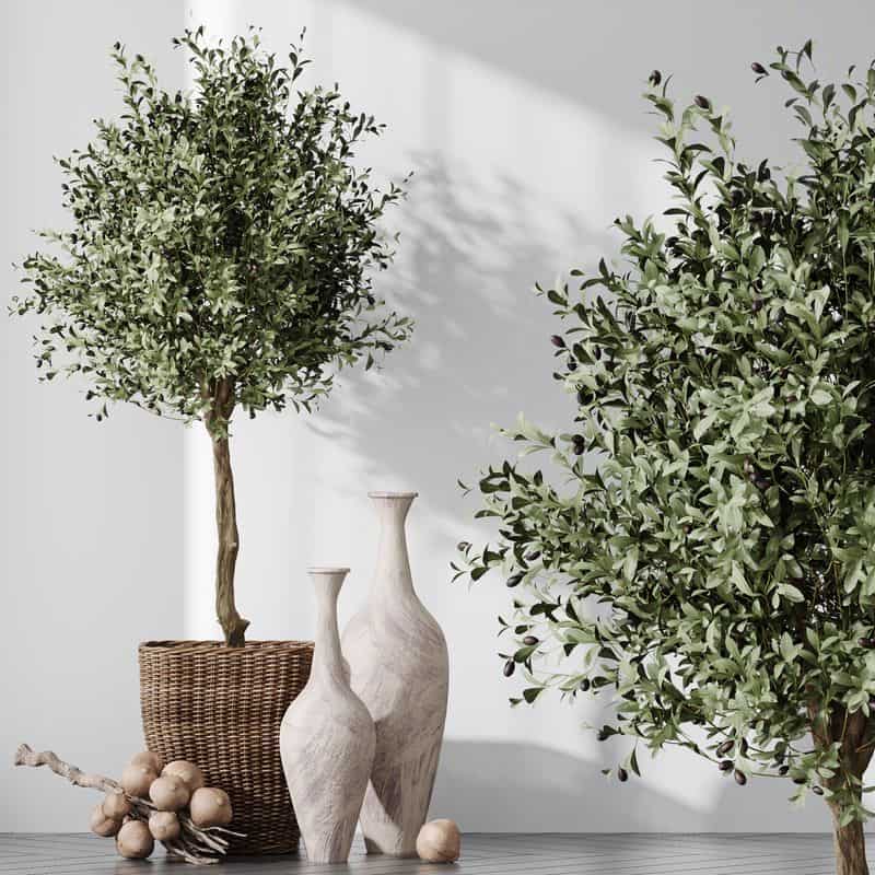 Miniature Olive Tree