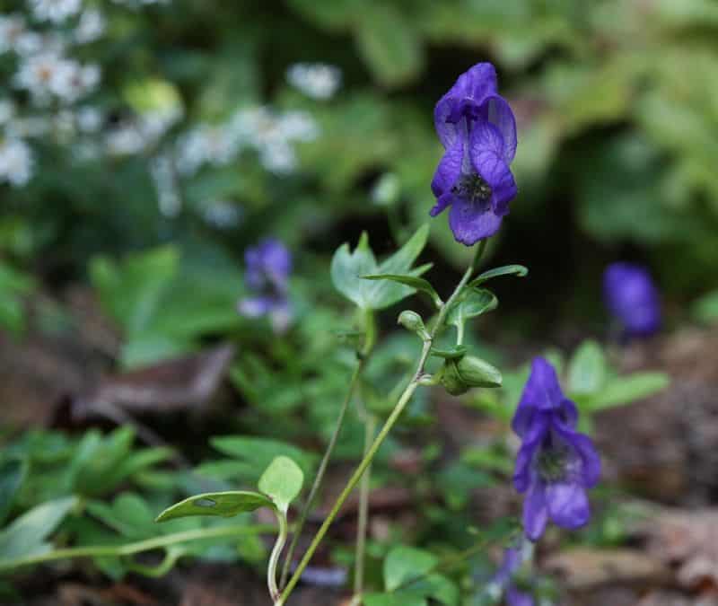 Monkshood