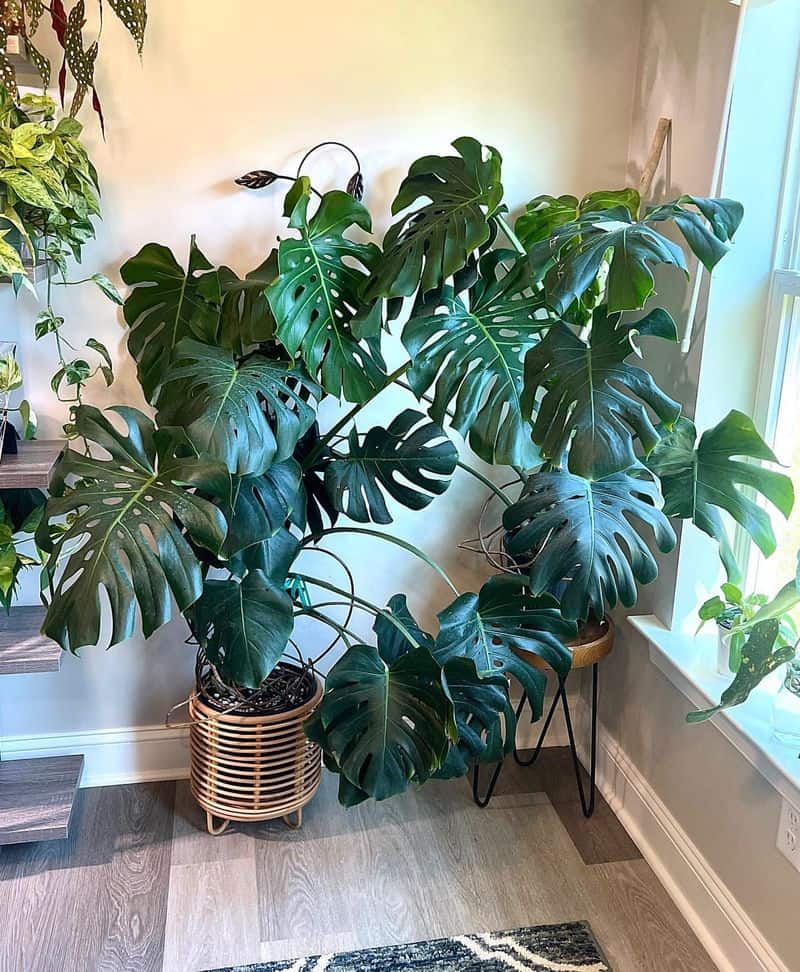 Monstera Deliciosa