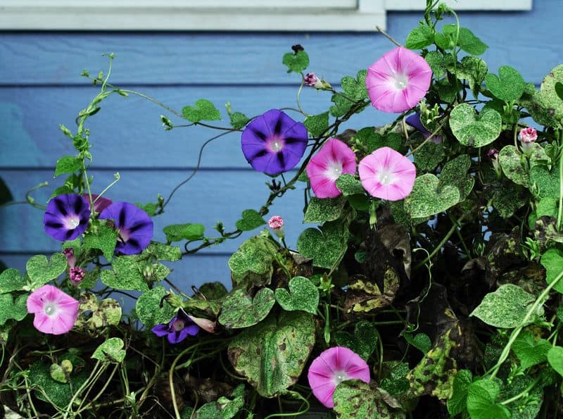 Morning Glory