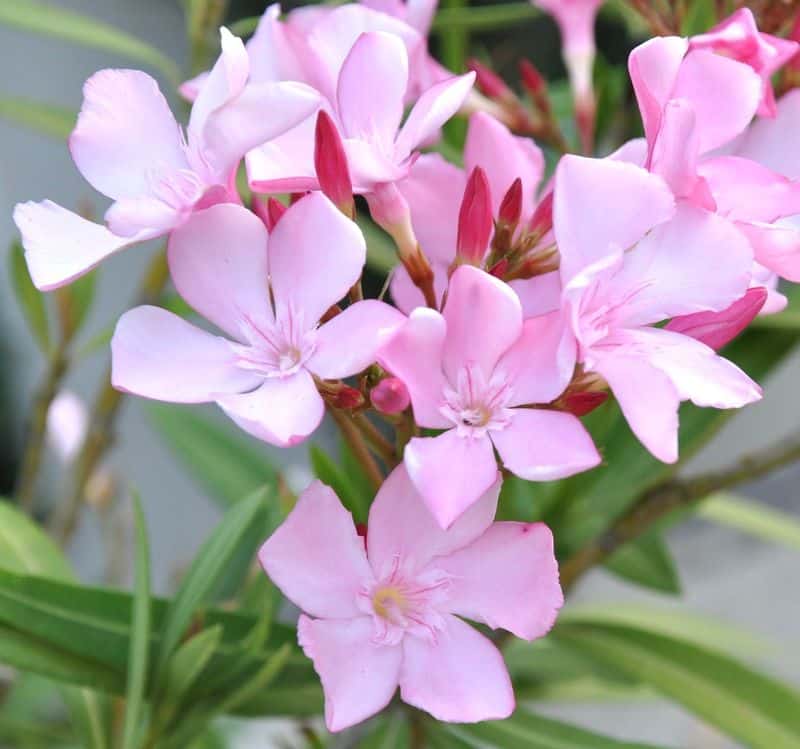 Oleander