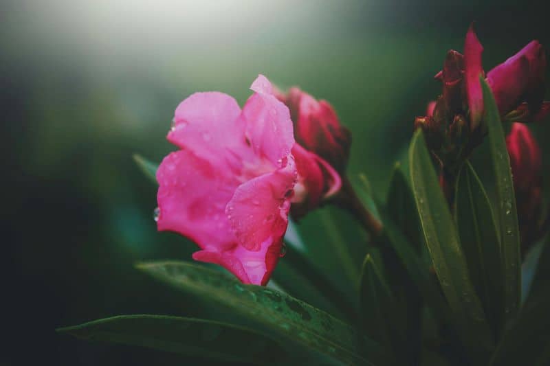 Oleander