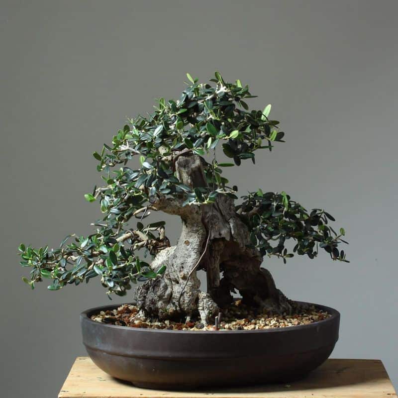 Olive Bonsai