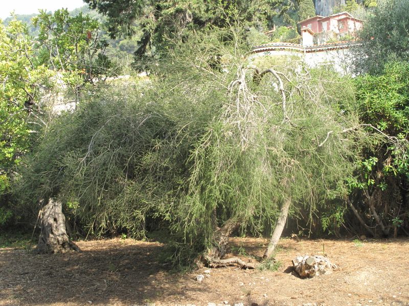 Tea Tree