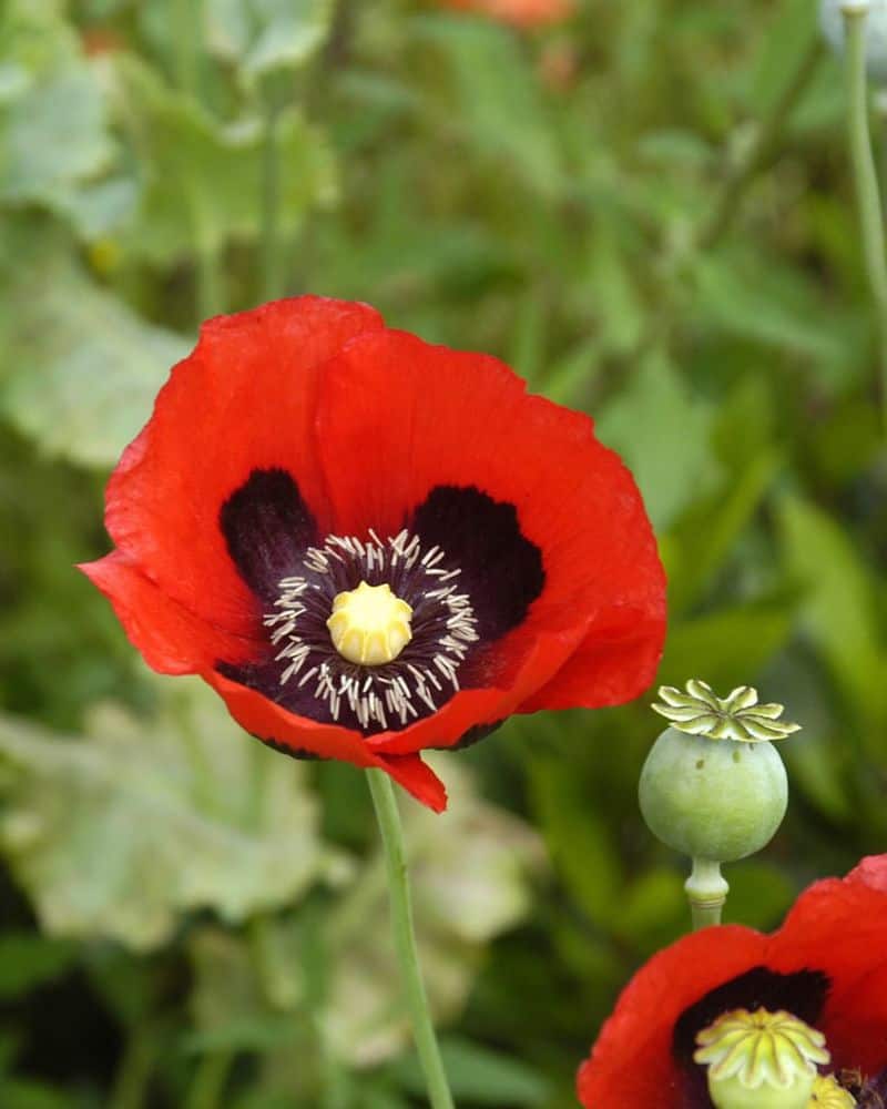 Opium Poppy