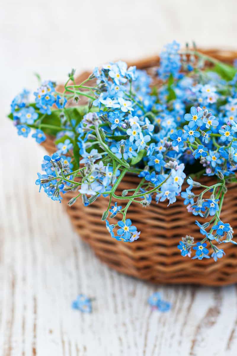 Forget-Me-Not
