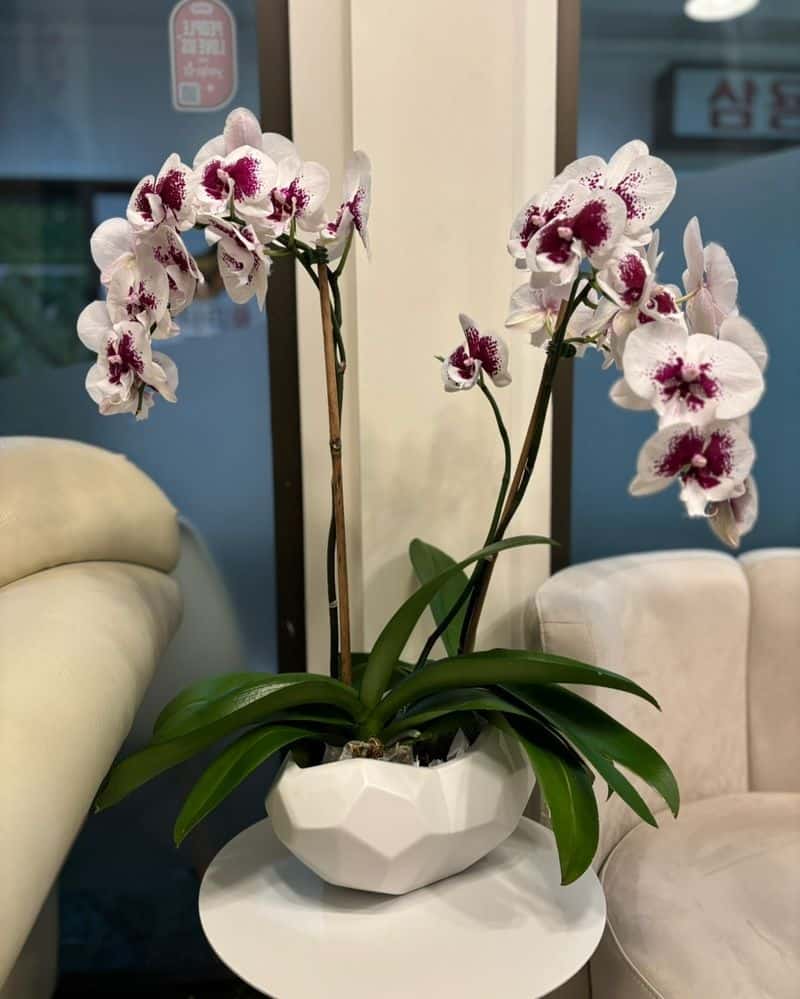 Orchids