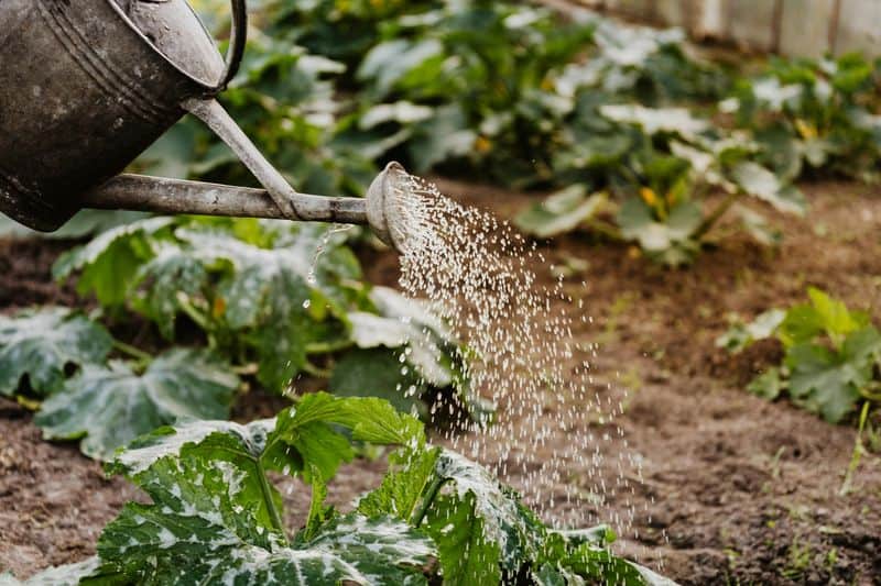 Over-Watering