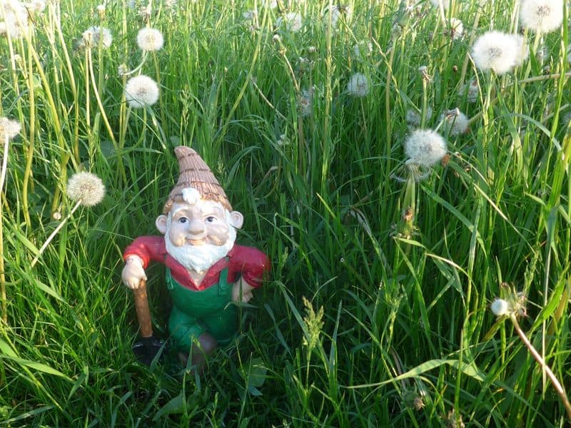 Overgrown Garden Gnome