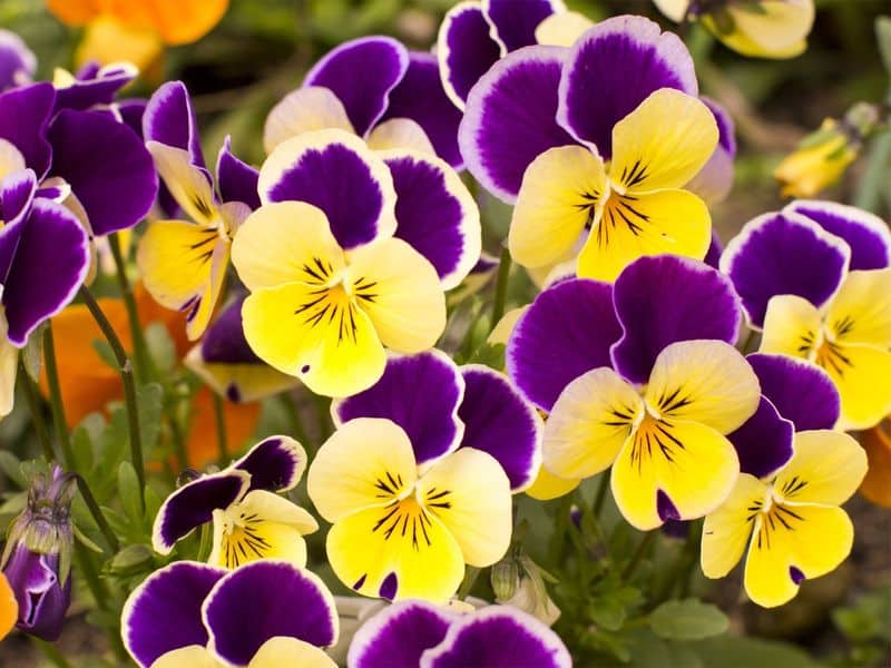 Pansy