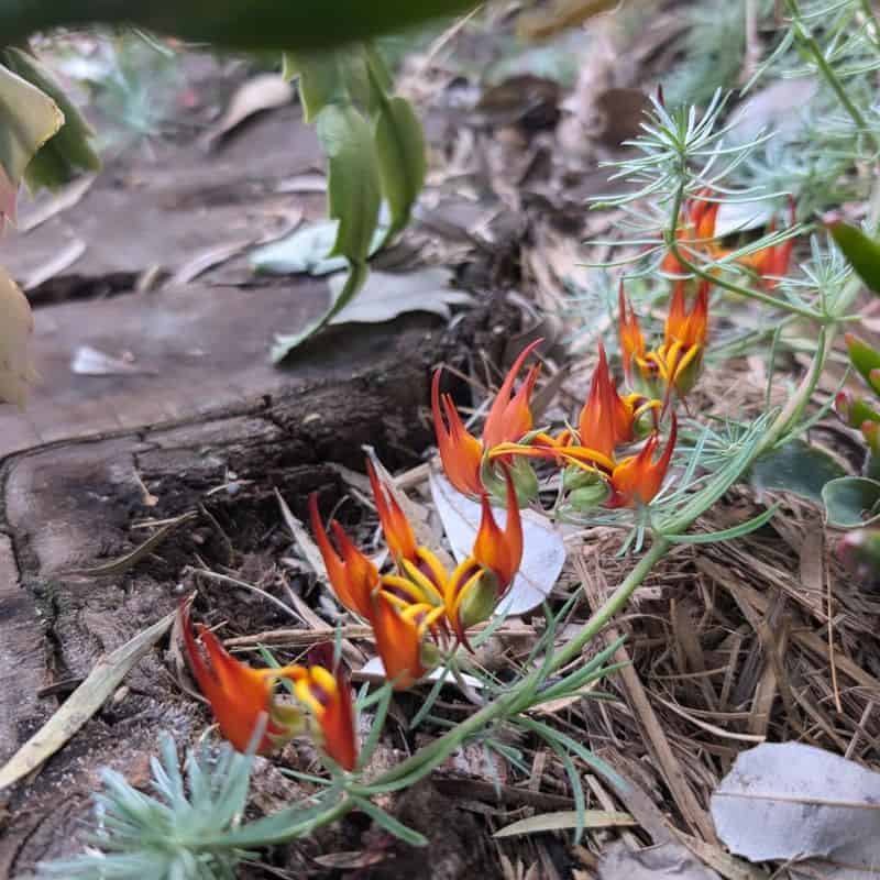 Parrot’s Beak (Lotus berthelotii)