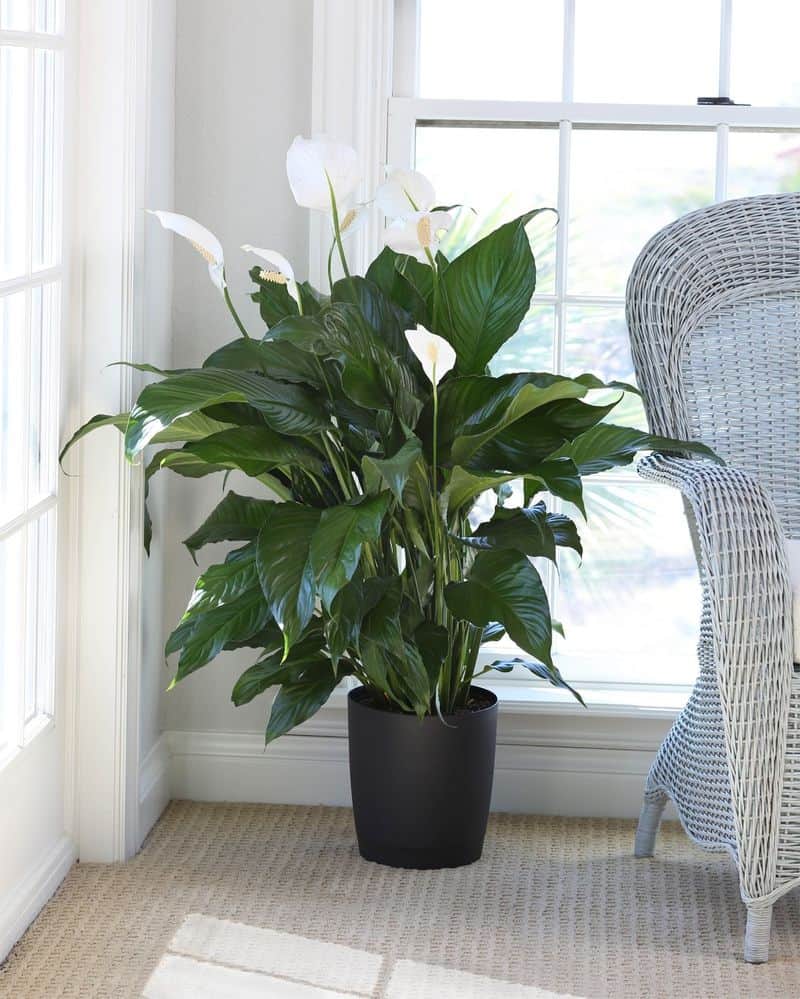 Peace Lily