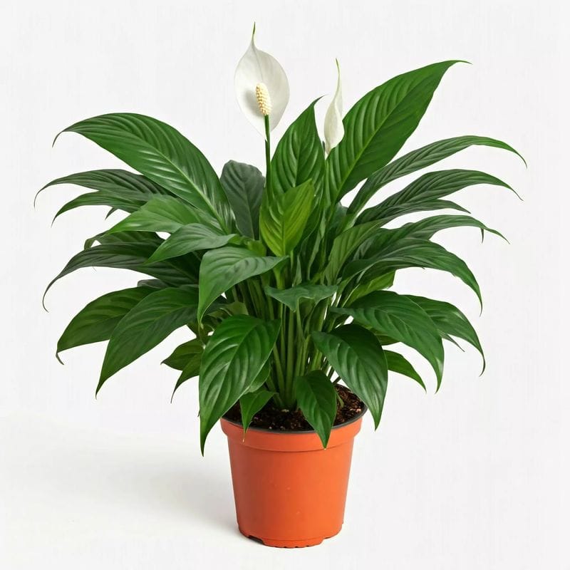 Peace Lily